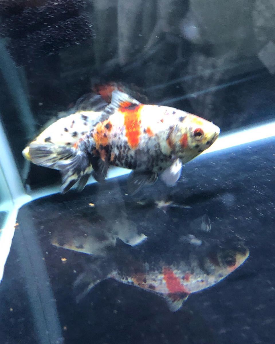 銀鱗和金 墨和金 キャリコ和金 和金 売買されたオークション情報 Yahooの商品情報をアーカイブ公開 オークファン Aucfan Com