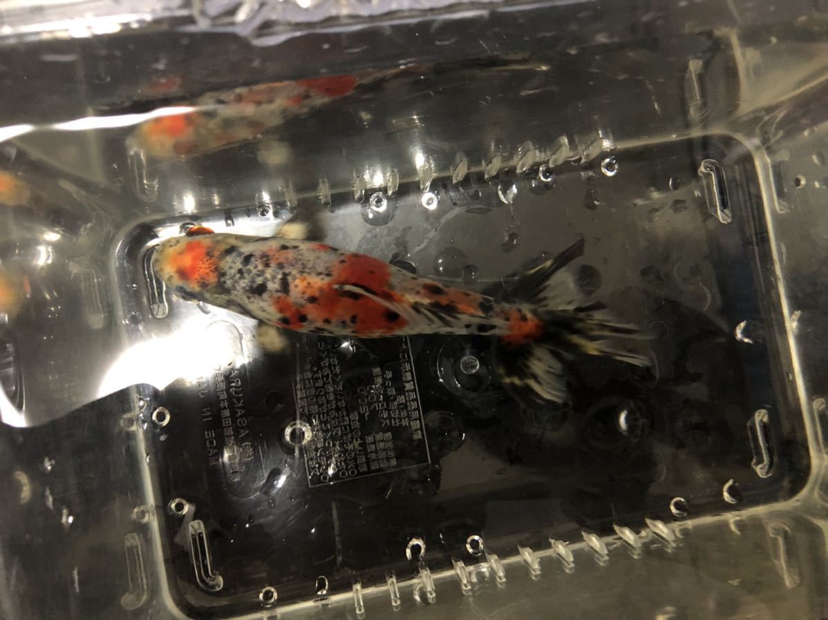 銀鱗和金 墨和金 キャリコ和金 和金 売買されたオークション情報 Yahooの商品情報をアーカイブ公開 オークファン Aucfan Com