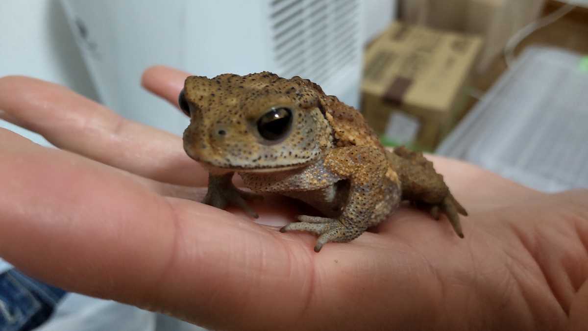 ミヤコヒキガエル 5 8cm オレンジ茶ストライプ系 人工餌食べます 2匹以上購入 ジャイアントミルワーム ふすま付きも可 カエル 売買されたオークション情報 Yahooの商品情報をアーカイブ公開 オークファン Aucfan Com