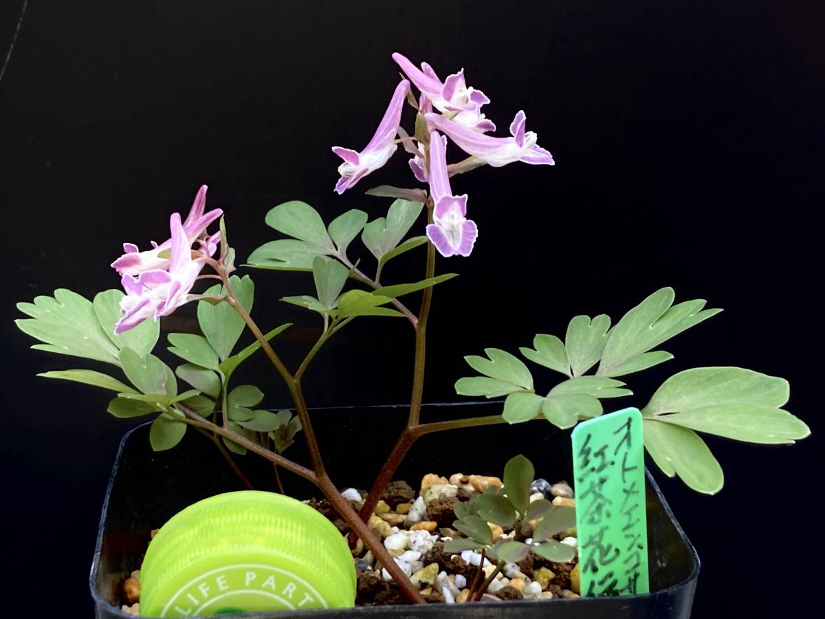 山野草 春咲き球根 オトメエンゴサク 紅茶花伝 苗 売買されたオークション情報 Yahooの商品情報をアーカイブ公開 オークファン Aucfan Com