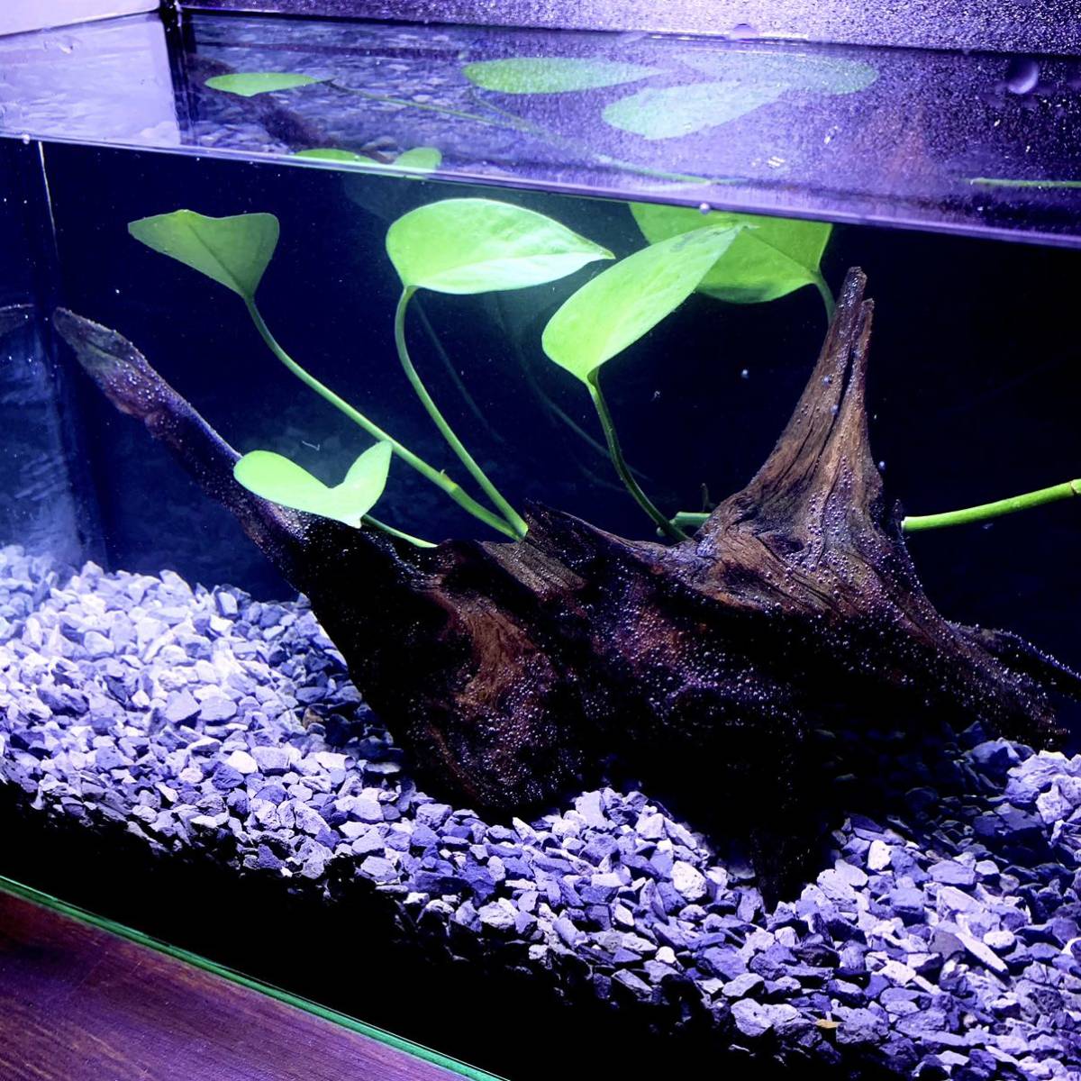 メダカ飼育 底砂に最適 黒瓦チップ5kg 多孔質濾材 金魚 熱帯魚 ソイル ブラック砂利 めだか 観葉植物 砂利 床材 売買されたオークション情報 Yahooの商品情報をアーカイブ公開 オークファン Aucfan Com