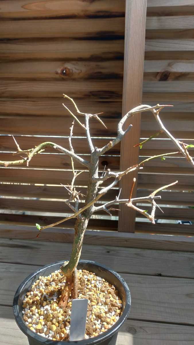コミフォラ sp PV2597/Commiphora sp PV2597 exotica コミフォラ