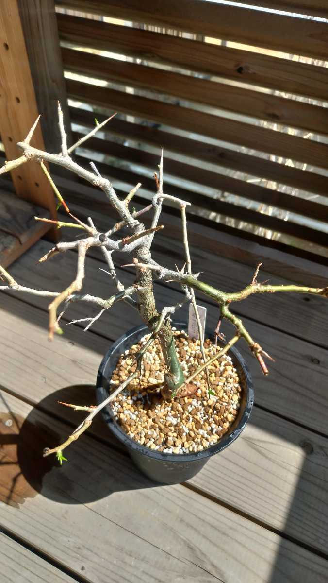 コミフォラ sp PV2597/Commiphora sp PV2597 exotica コミフォラ