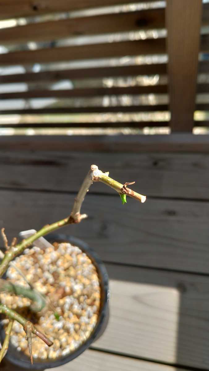 コミフォラ　sp pv 2597 pv2597 commiphora コミフォラ sp PV2597/Commiphora sp PV2597 exotica コミフォラ
