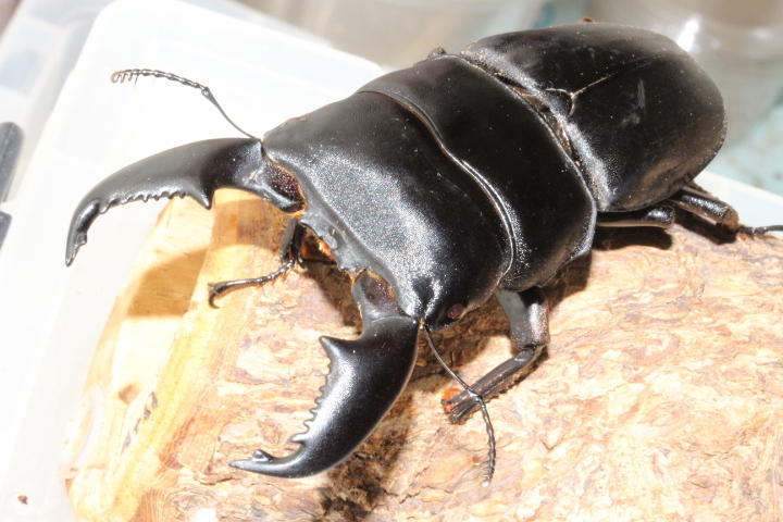 ハーキュリー血統証明付 2令幼虫 郵送しません‼️