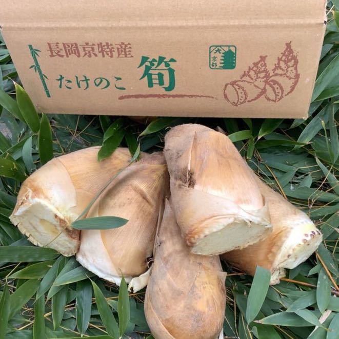 京都 長岡京 白子たけのこ タケノコ 筍 4kg 得価，爆買い 【公式通販】