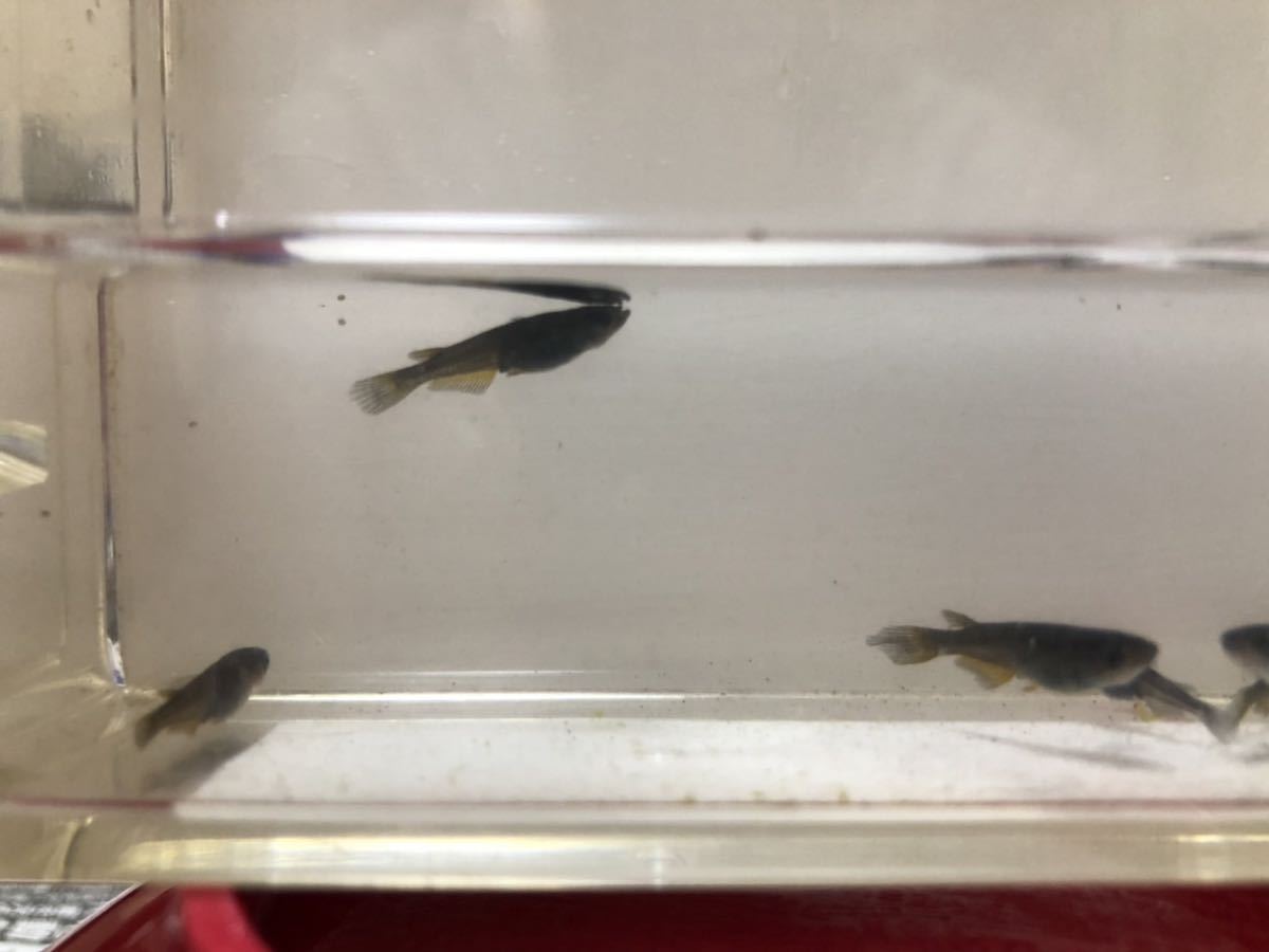 サタン 黄ヒレ メダカ オロチ ヒレ長 幼魚 若魚 5匹 オス2 メス3 ほぼカイジのように美しい めだか 売買されたオークション情報 Yahooの商品情報をアーカイブ公開 オークファン Aucfan Com