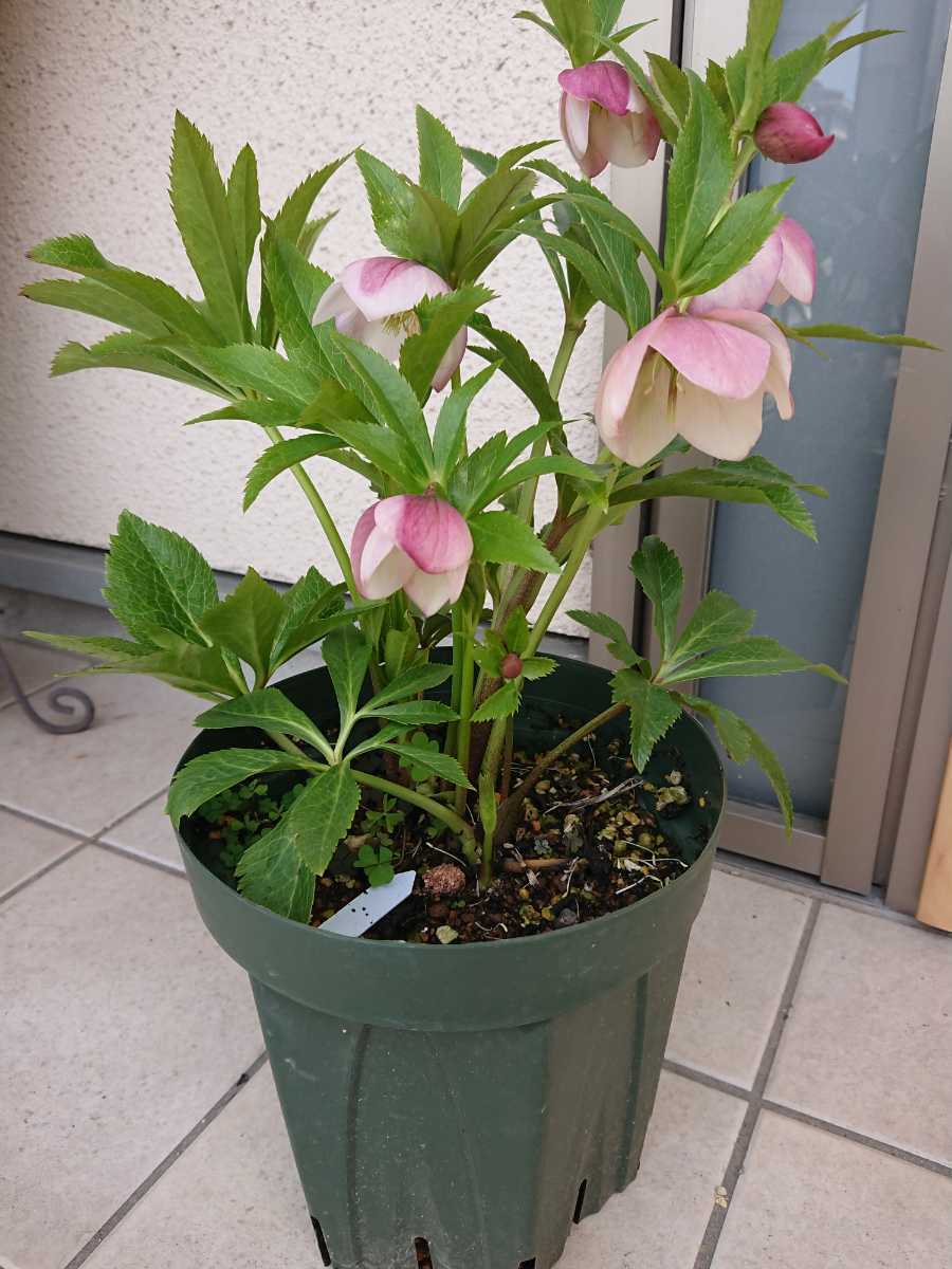 クリスマスローズ オリエンタリス 耐寒性 実生 ヘレボルス-花の大和 