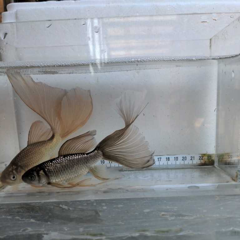 国内発送 金曜日発送 19日 ぶち鉄魚 15センチくらい 羽衣 Remoteres Com