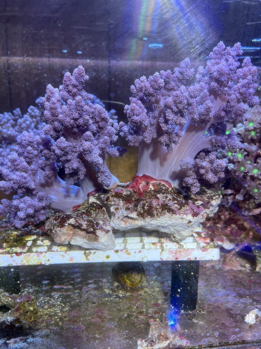 本物保証，定番沖縄県産 チヂミトサカパープル 撮影時W25 H17(海水魚)｜売買されたオークション情報、yahooの商品情報をアーカイブ公開 - オークファン 海水魚