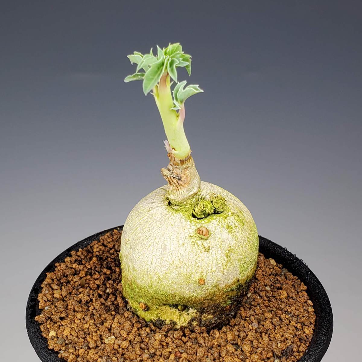 ヤトロファ カタルティカ ヤトロファ カタルティカ ヤトロファ