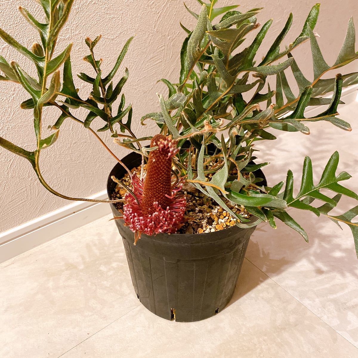 バンクシア | バンクシア・ブレクニフォリア Banksia 沼ノ上農園 の 