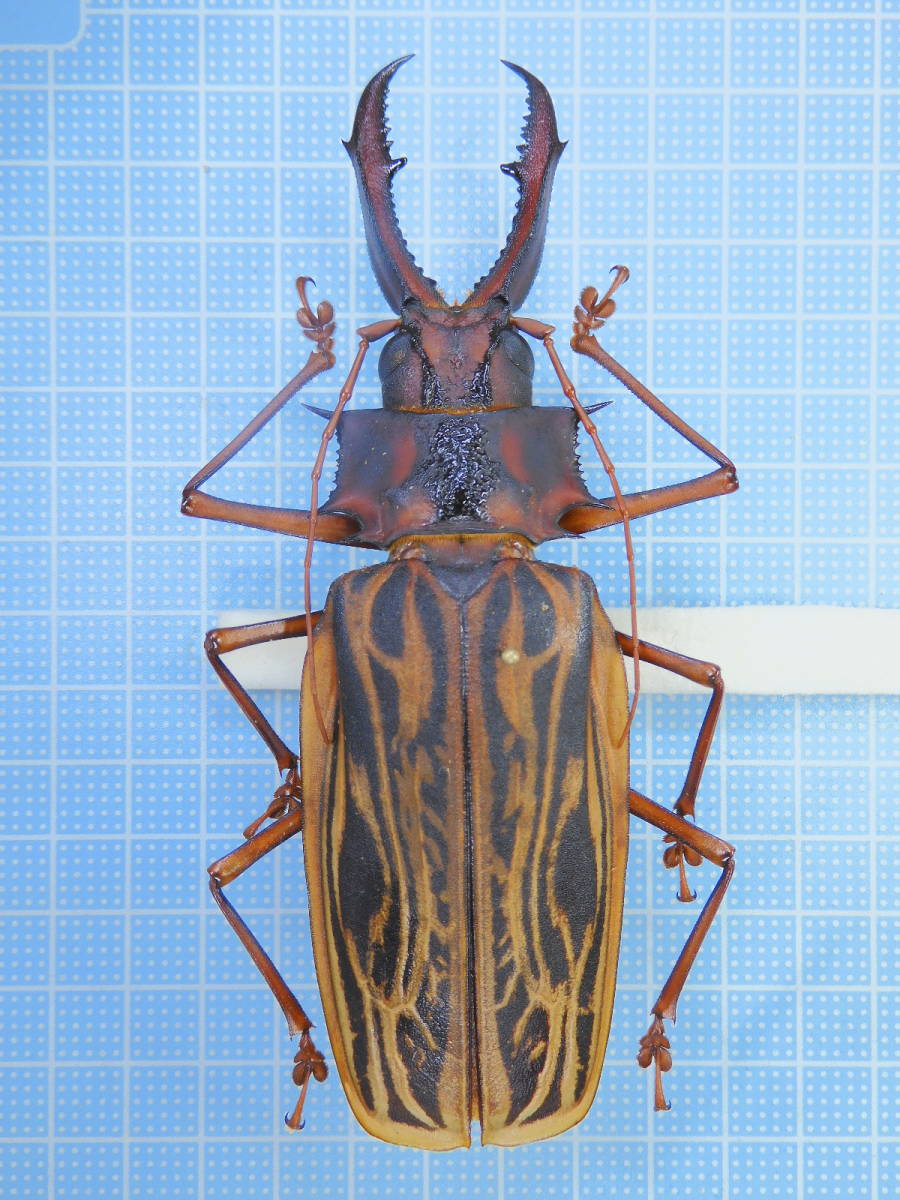 ペルー産 オオキバウスバカミキリ 123mm その他 売買されたオークション情報 Yahooの商品情報をアーカイブ公開 オークファン Aucfan Com