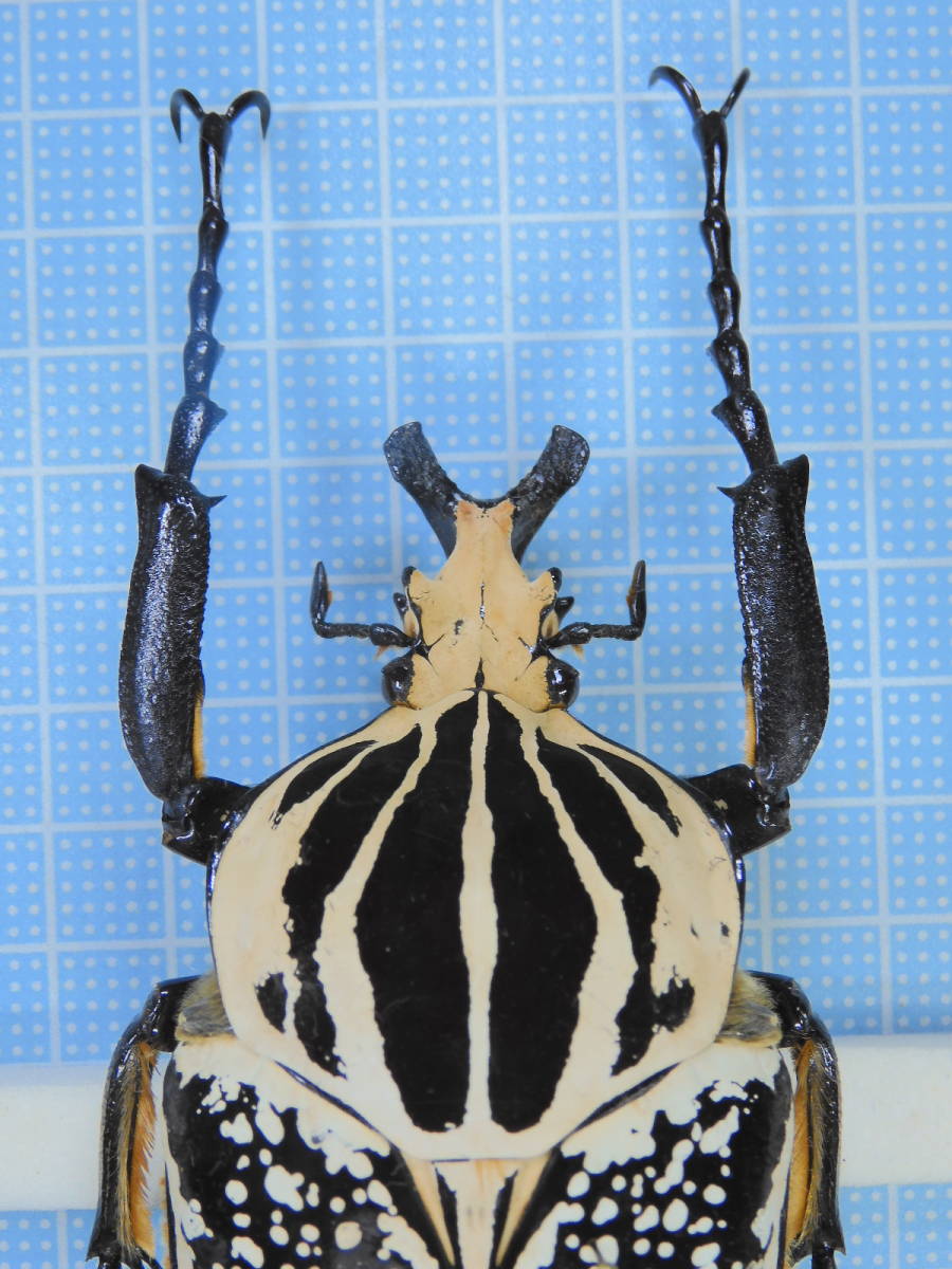 コンゴ産 シラフオオツノハナムグリ 91mm コンゴ産 91mm シラフ