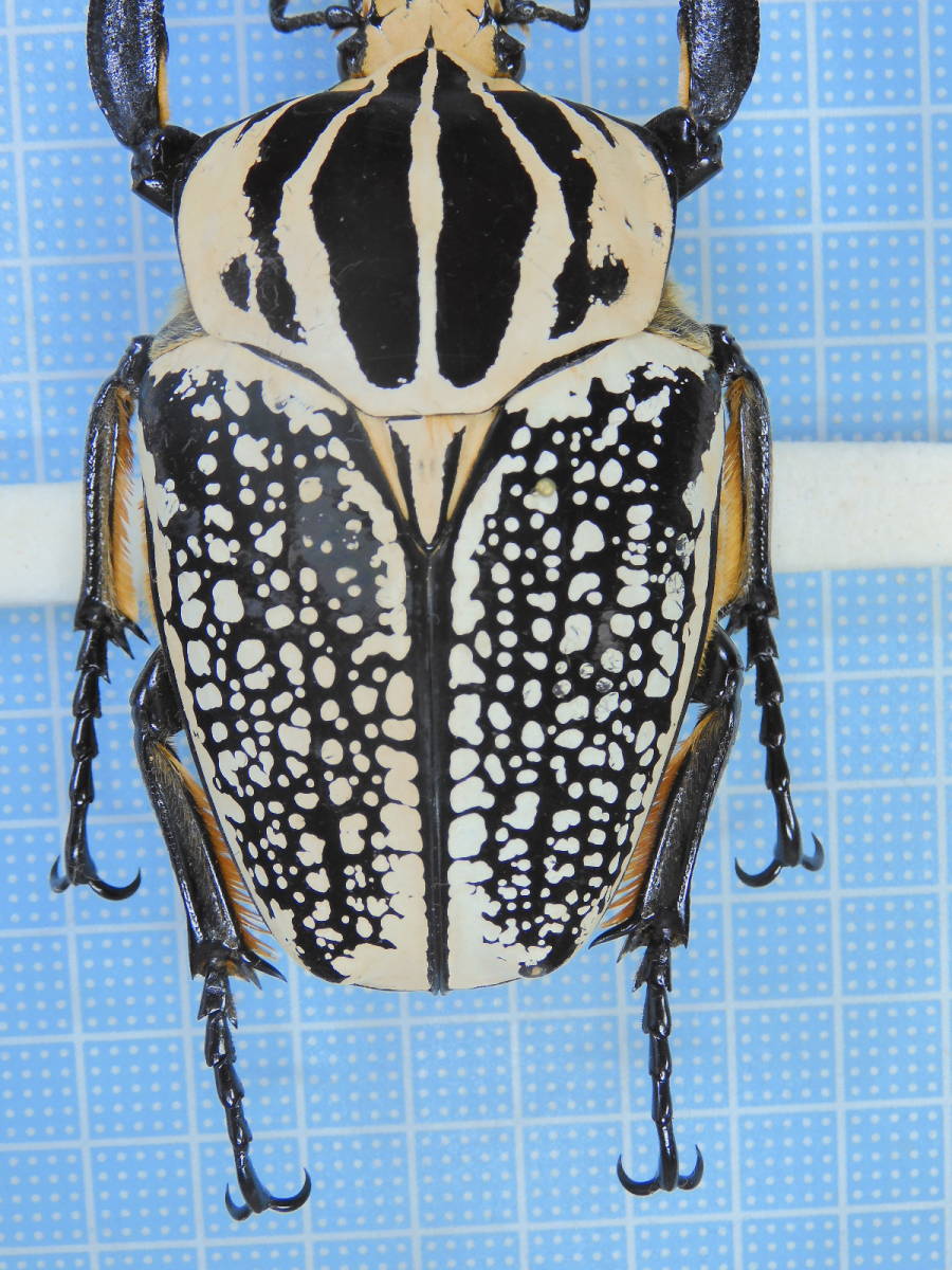 コンゴ産 シラフオオツノハナムグリ 91mm コンゴ産 91mm シラフ