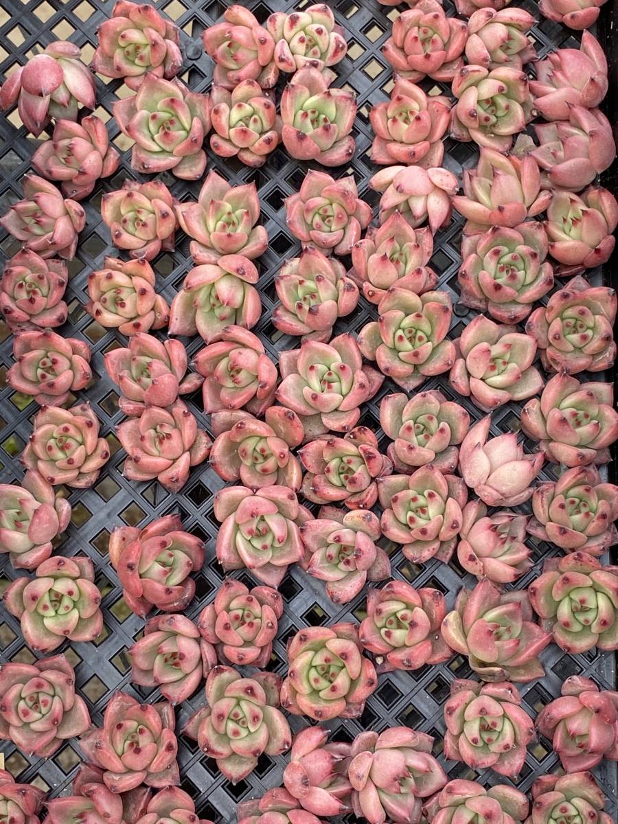 多肉植物 エケベリア 名前不詳 花 園芸 サボテン 25株 超美苗 サボテン 観葉植物 花 園芸 東京在庫 最短当日出荷dbf246 サボテン 売買されたオークション情報 Yahooの商品情報をアーカイブ公開 オークファン Aucfan Com