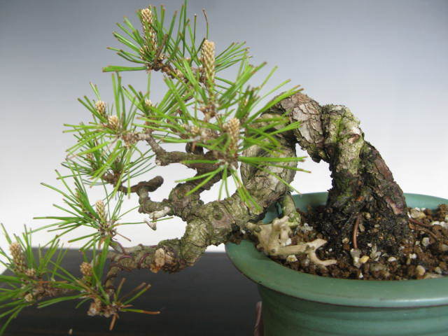 小品盆栽赤松半懸崖（山木糸魚川真柏 小品盆栽 懸崖 半懸崖 赤松