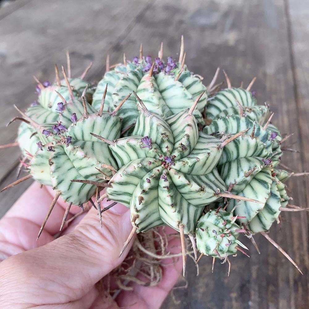 園芸ネット本店｜ユーフォルビア：メロフォルミス錦 | の 2.5号鉢植え* メロフォルミス錦 2.5号スクエア ユーフォルビア・メロフォルミス錦 ユーフォルビア PROTOLEAF &frasl; 日本ライン花木センター プロトリーフ （多肉植物）ユーフォルビア RYOKU 多肉植物専門店 Euphorbia