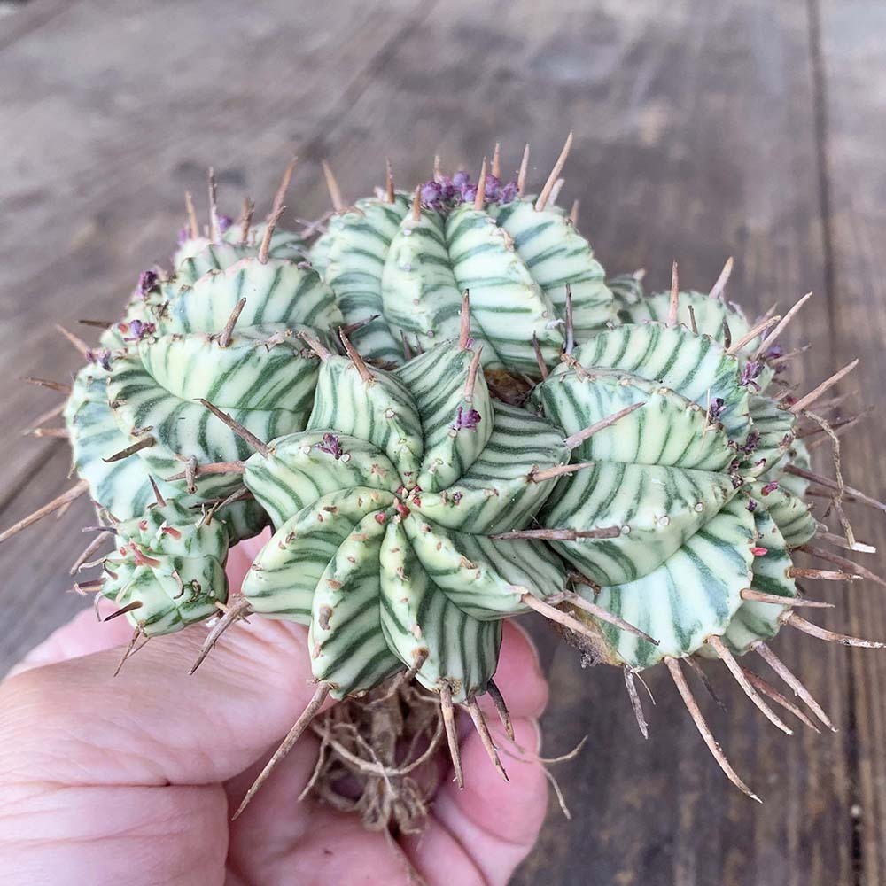 園芸ネット本店｜ユーフォルビア：メロフォルミス錦 | の 2.5号鉢植え* メロフォルミス錦 2.5号スクエア ユーフォルビア・メロフォルミス錦 ユーフォルビア PROTOLEAF &frasl; 日本ライン花木センター プロトリーフ （多肉植物）ユーフォルビア RYOKU 多肉植物専門店 Euphorbia