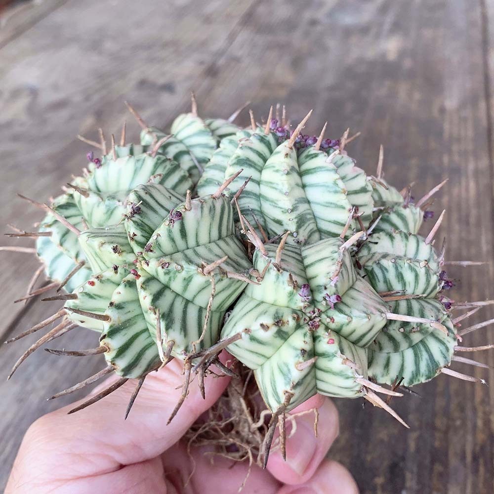 園芸ネット本店｜ユーフォルビア：メロフォルミス錦 | の 2.5号鉢植え* メロフォルミス錦 2.5号スクエア ユーフォルビア・メロフォルミス錦 ユーフォルビア PROTOLEAF &frasl; 日本ライン花木センター プロトリーフ （多肉植物）ユーフォルビア RYOKU 多肉植物専門店 Euphorbia