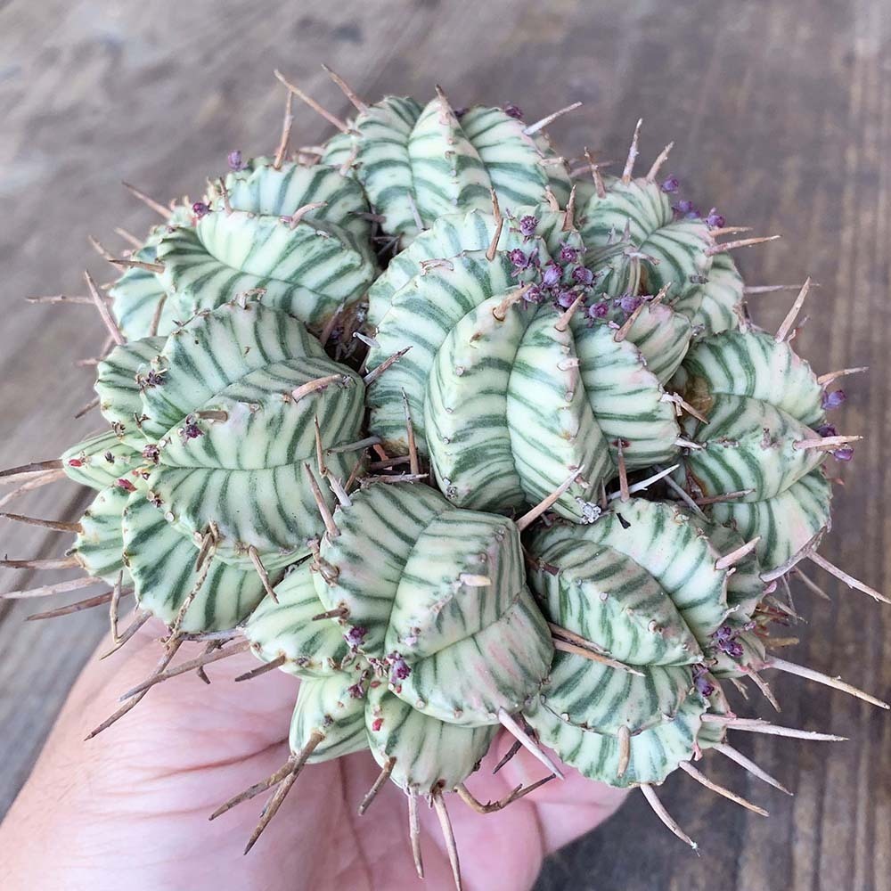 園芸ネット本店｜ユーフォルビア：メロフォルミス錦 | の 2.5号鉢植え* メロフォルミス錦 2.5号スクエア ユーフォルビア・メロフォルミス錦 ユーフォルビア PROTOLEAF &frasl; 日本ライン花木センター プロトリーフ （多肉植物）ユーフォルビア RYOKU 多肉植物専門店 Euphorbia
