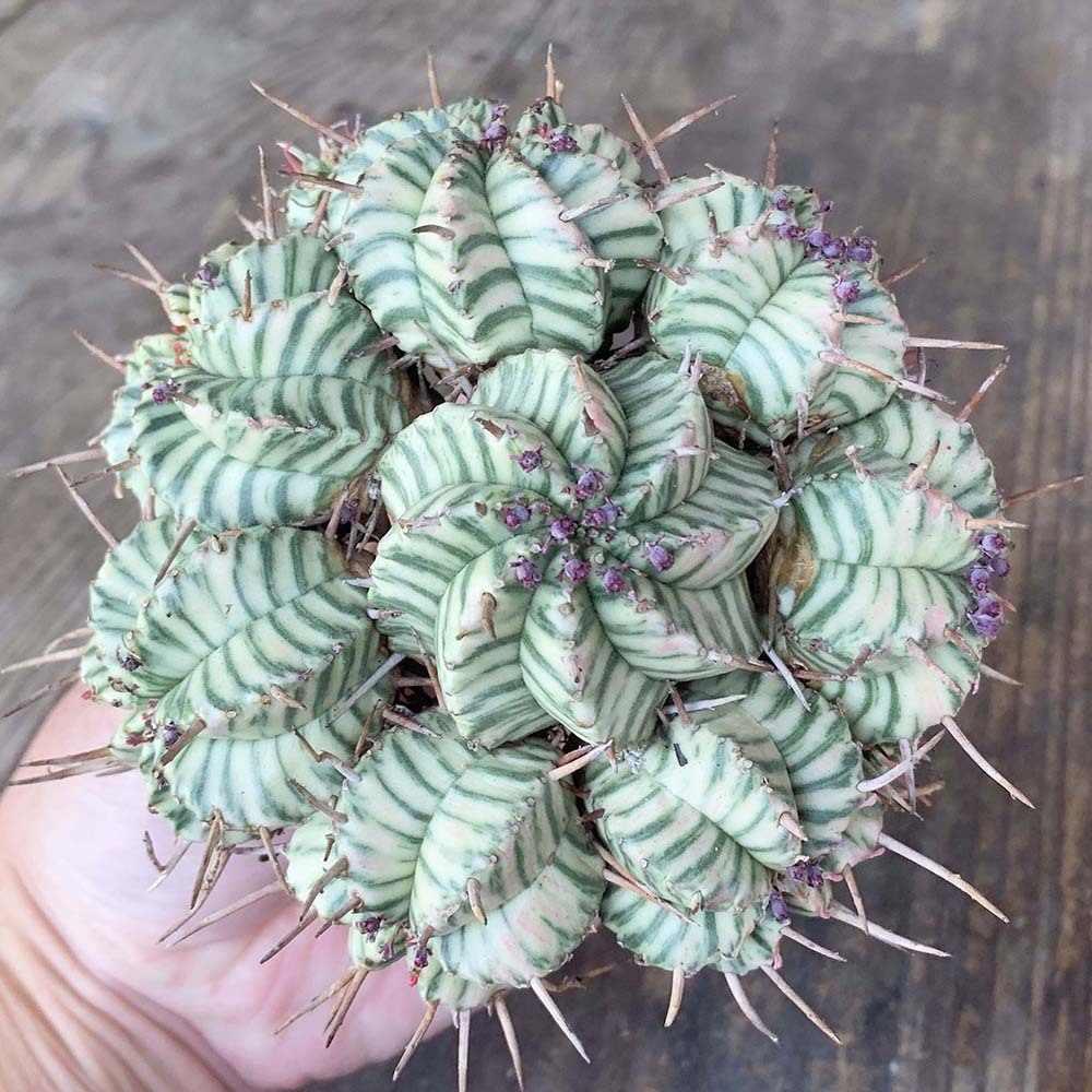 園芸ネット本店｜ユーフォルビア：メロフォルミス錦 | の 2.5号鉢植え* メロフォルミス錦 2.5号スクエア ユーフォルビア・メロフォルミス錦 ユーフォルビア PROTOLEAF &frasl; 日本ライン花木センター プロトリーフ （多肉植物）ユーフォルビア RYOKU 多肉植物専門店 Euphorbia