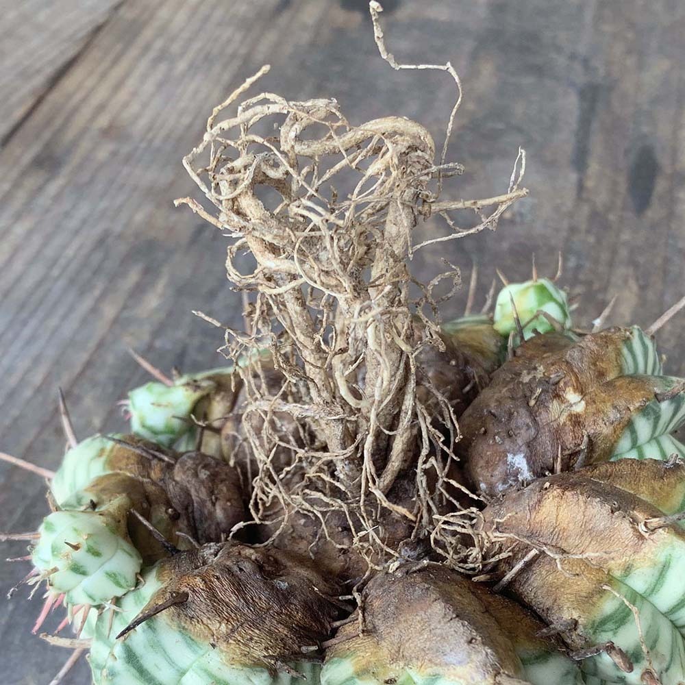 園芸ネット本店｜ユーフォルビア：メロフォルミス錦 | の 2.5号鉢植え* メロフォルミス錦 2.5号スクエア ユーフォルビア・メロフォルミス錦 ユーフォルビア PROTOLEAF &frasl; 日本ライン花木センター プロトリーフ （多肉植物）ユーフォルビア RYOKU 多肉植物専門店 Euphorbia