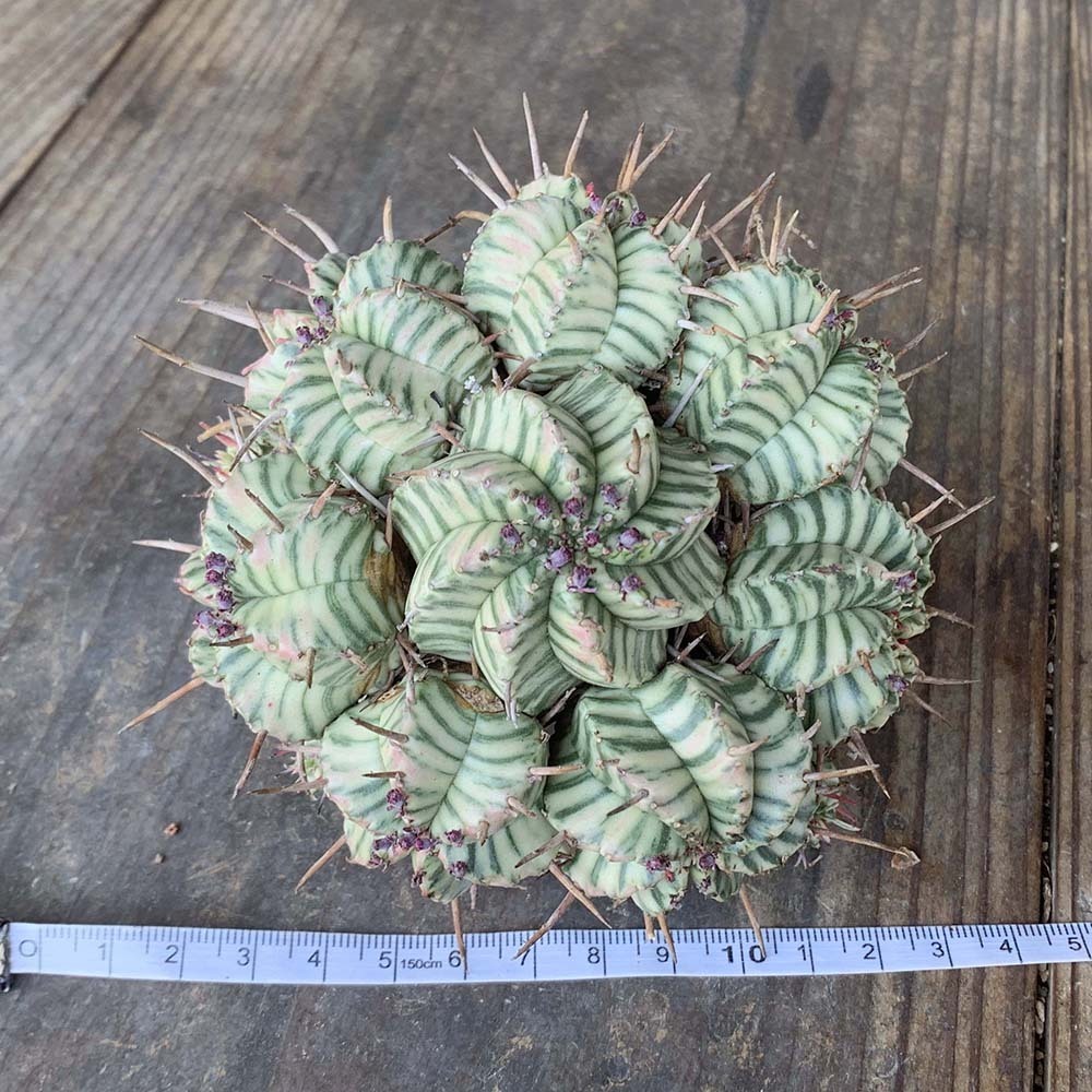 園芸ネット本店｜ユーフォルビア：メロフォルミス錦 | の 2.5号鉢植え* メロフォルミス錦 2.5号スクエア ユーフォルビア・メロフォルミス錦 ユーフォルビア PROTOLEAF &frasl; 日本ライン花木センター プロトリーフ （多肉植物）ユーフォルビア RYOKU 多肉植物専門店 Euphorbia