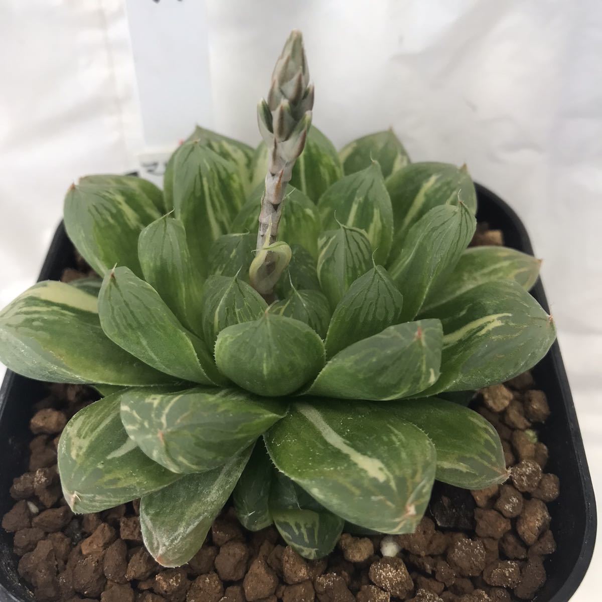 37 割引 ハオルチア マリン オブツーサ錦 多肉植物 Www Unimarkgroup Com