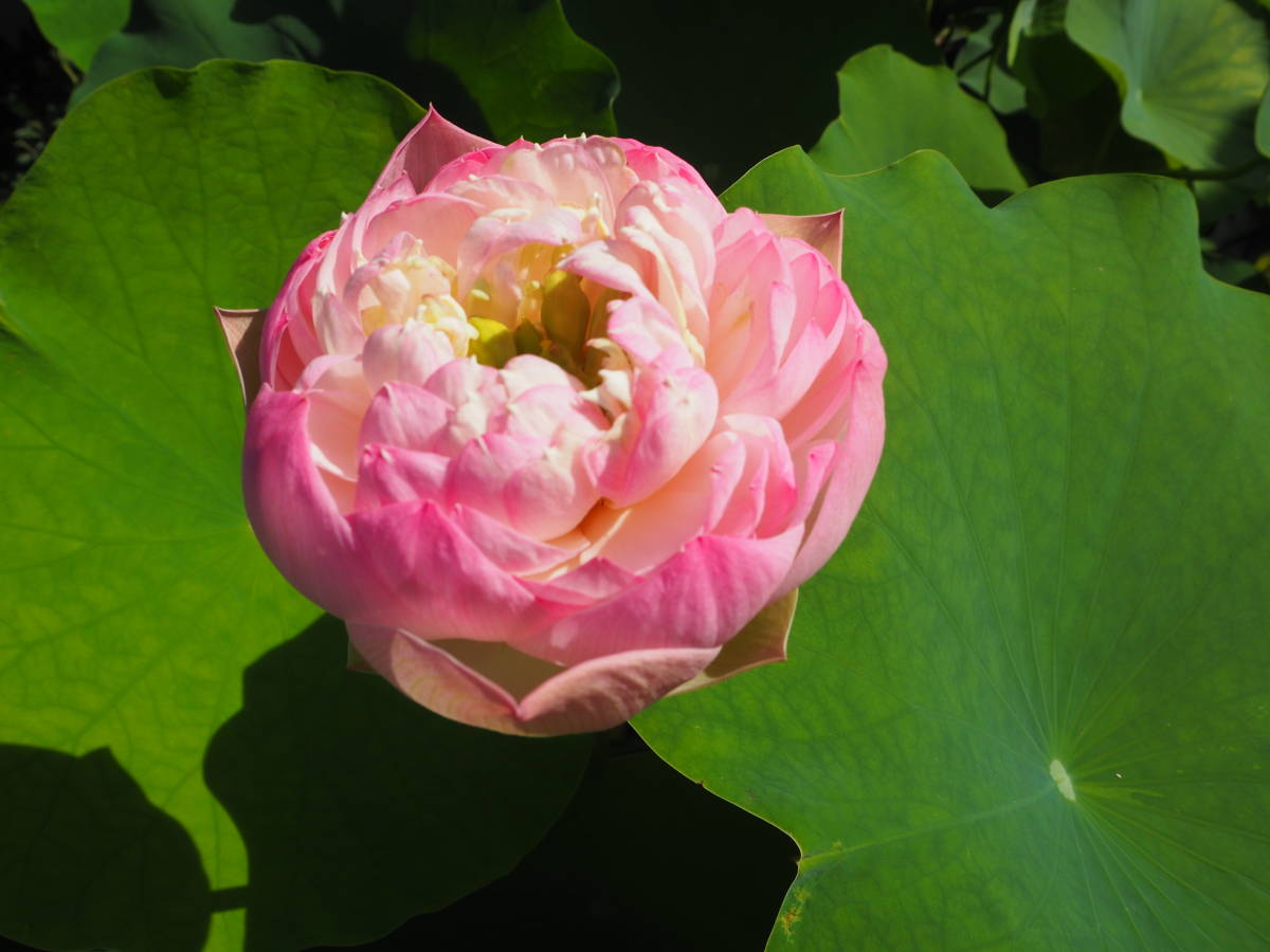花蓮の苗 羊城碗蓮 ようじょうわんれん の苗 蓮根 レンコン 蓮 ハス ビオトープ メダカ 花はす 苗 売買されたオークション情報 Yahooの商品情報をアーカイブ公開 オークファン Aucfan Com