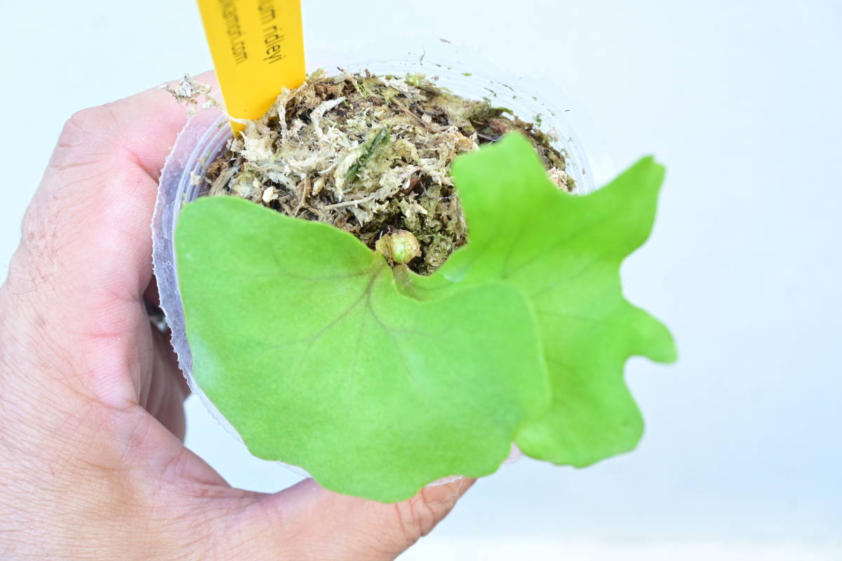 人気定番 P.ridleyi⑩ @bikamori.com ビカクシダ リドレイ(ビカクシダ、コウモリラン)｜売買されたオークション情報、yahooの商品情報をアーカイブ公開 - オークファン ビカクシダ、コウモリラン