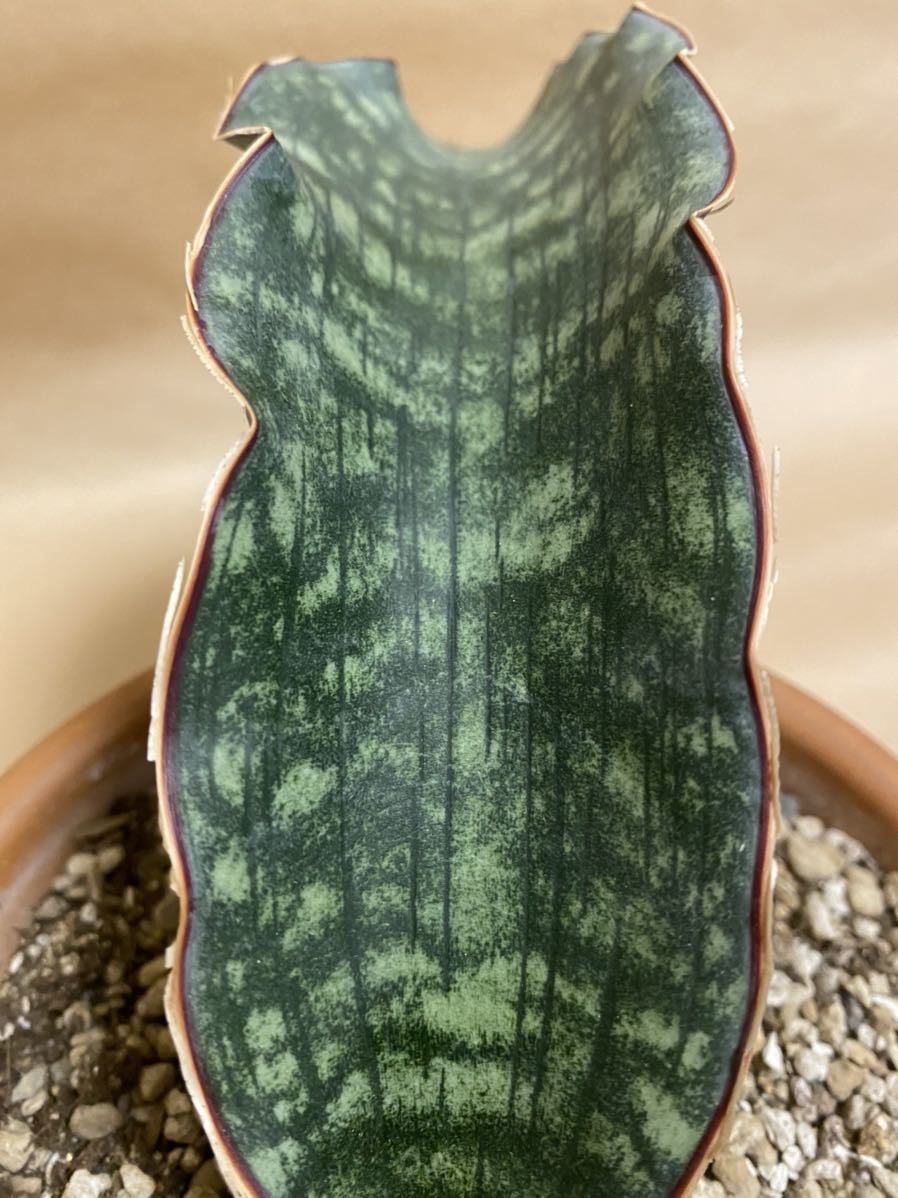 Sansevieria sp. Mafinga Tanzania Dragon Blue サンスベリア sp