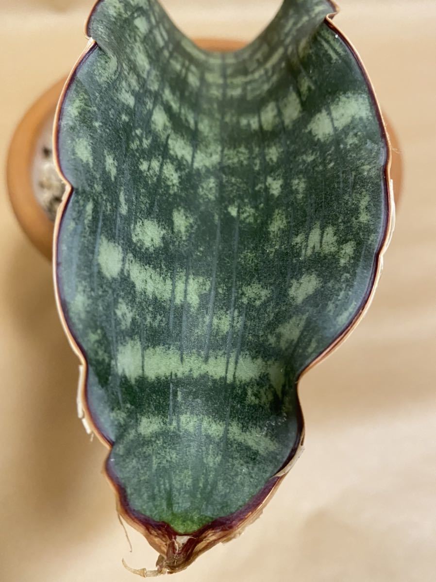 Sansevieria sp. Mafinga Tanzania Dragon Blue サンスベリア sp