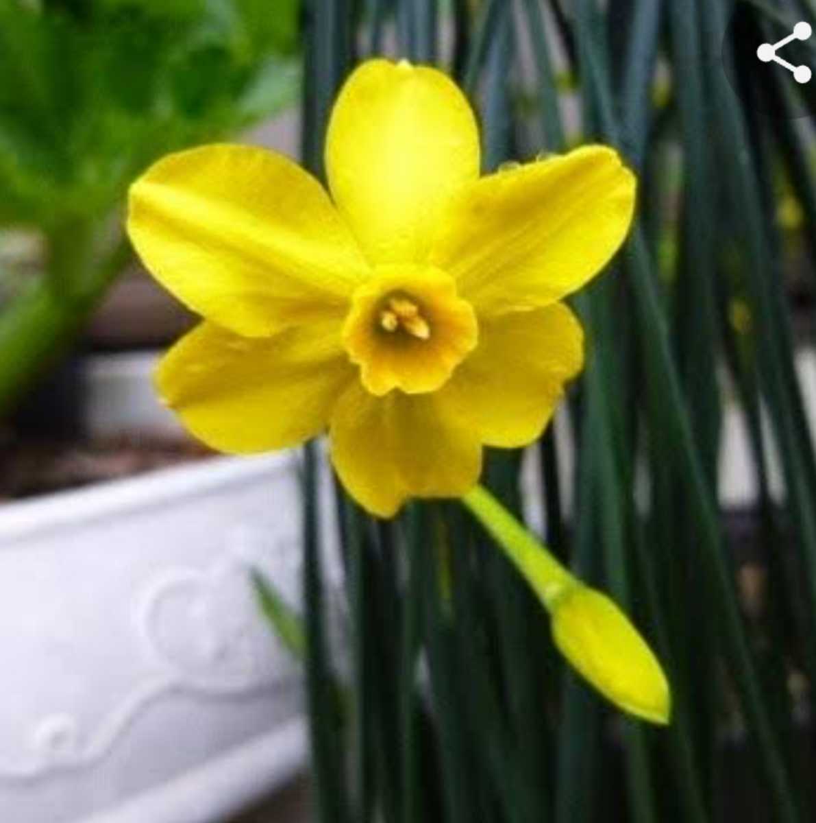 糸水仙 匂い水仙 水仙 球根 来期用 スイセン 売買されたオークション情報 Yahooの商品情報をアーカイブ公開 オークファン Aucfan Com