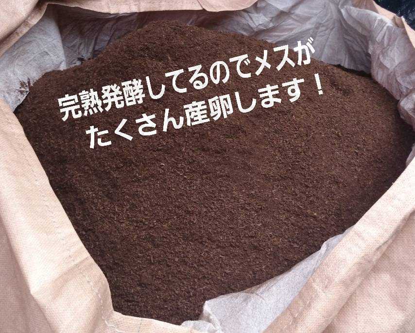 SALE，新品 オオヒラタケ菌床を天然発酵させました バクテリアが活性したカブトムシマット 20L クヌギ コナラ原料 国産カブトムシ85mmがゴロゴロ(マット、床材)｜売買されたオークション情報、yahooの商 マット、床材