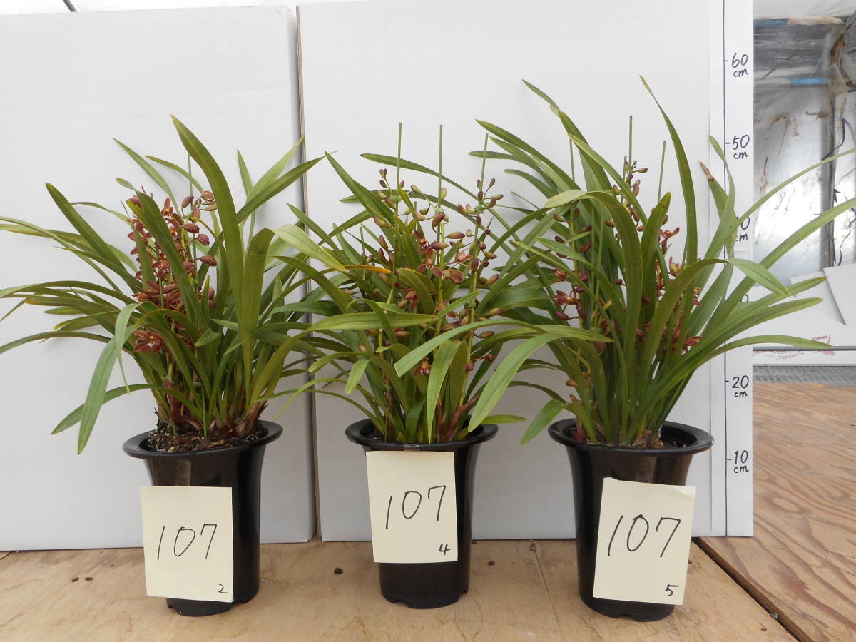 金稜辺 キンリョウヘン 4寸。「花芽合計6個」白花金稜辺。5鉢セット