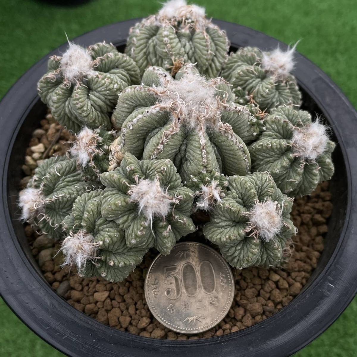 多肉植物 サボテン 花籠 輸入株 サボテン 売買されたオークション情報 Yahooの商品情報をアーカイブ公開 オークファン Aucfan Com 多肉植物 サボテン 花籠 輸入株 サボテン 売買されたオークション情報 Yahooの商品情報をアーカイブ公開 オークファン Aucfan Com