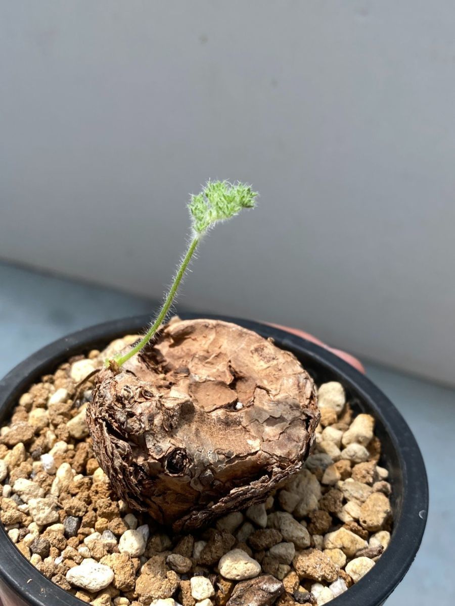 ハ1087 「現地」ペラルゴニウム トリステ 植え【塊根植物・未発根