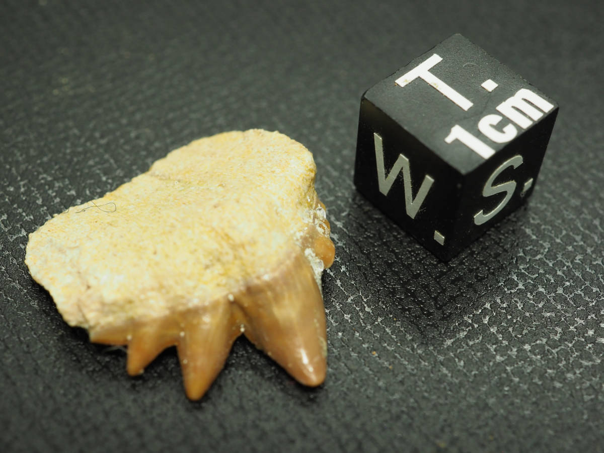 モロッコ産 オトドゥス (サメの歯) 化石 ⁄ Otodus Obliquus Fossil