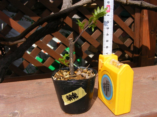 朝倉山椒 苗 盆栽 庭木 挿し木苗 その他 売買されたオークション情報 Yahooの商品情報をアーカイブ公開 オークファン Aucfan Com