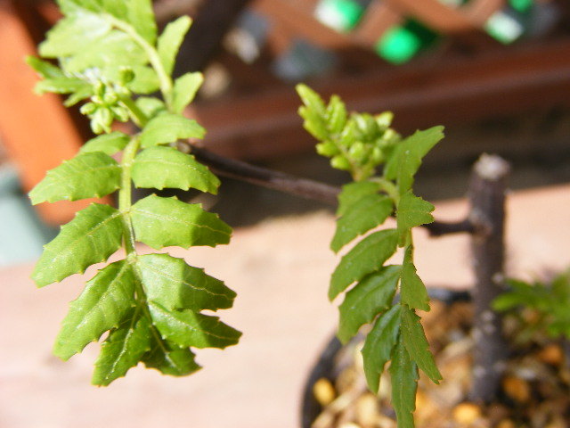 朝倉山椒 苗 盆栽 庭木 挿し木苗 その他 売買されたオークション情報 Yahooの商品情報をアーカイブ公開 オークファン Aucfan Com