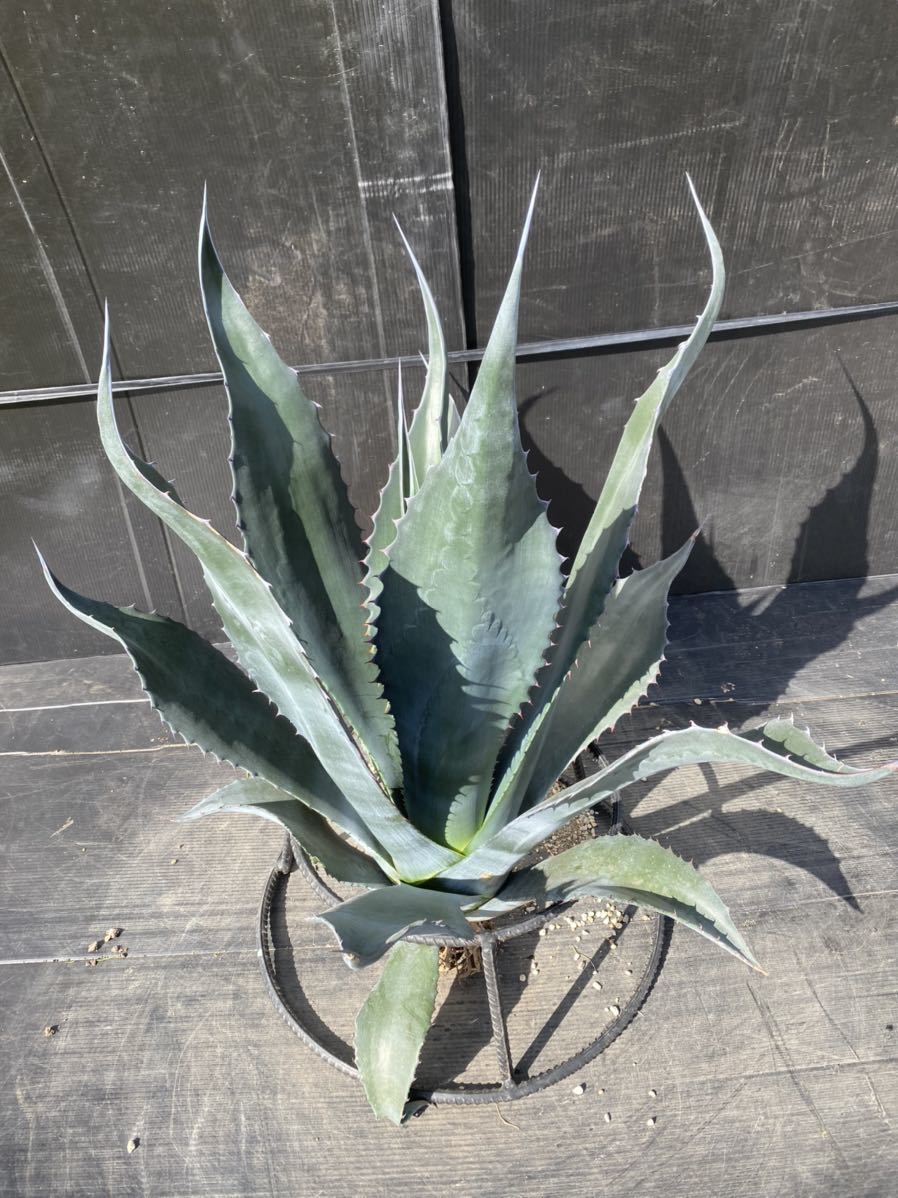 Agave atrovirens var. sigmatophylla アガベ アトロビレンス
