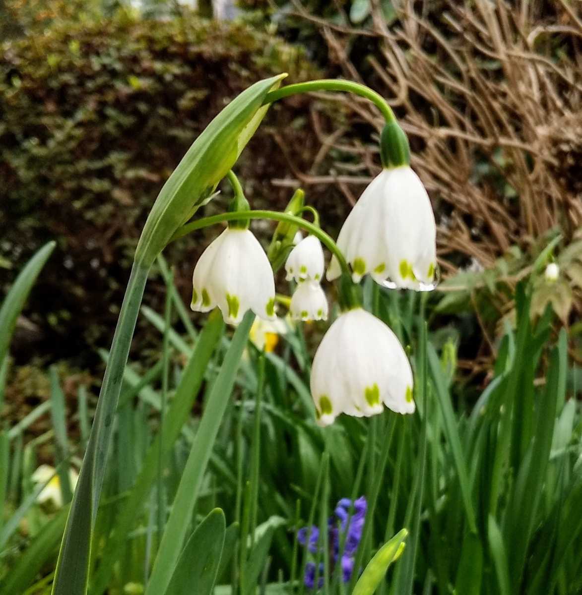 スズランスイセン 球根 5球 水仙 スノーフレーク 来年用 大小混合 第４種郵便 スイセン 売買されたオークション情報 Yahooの商品情報をアーカイブ公開 オークファン Aucfan Com