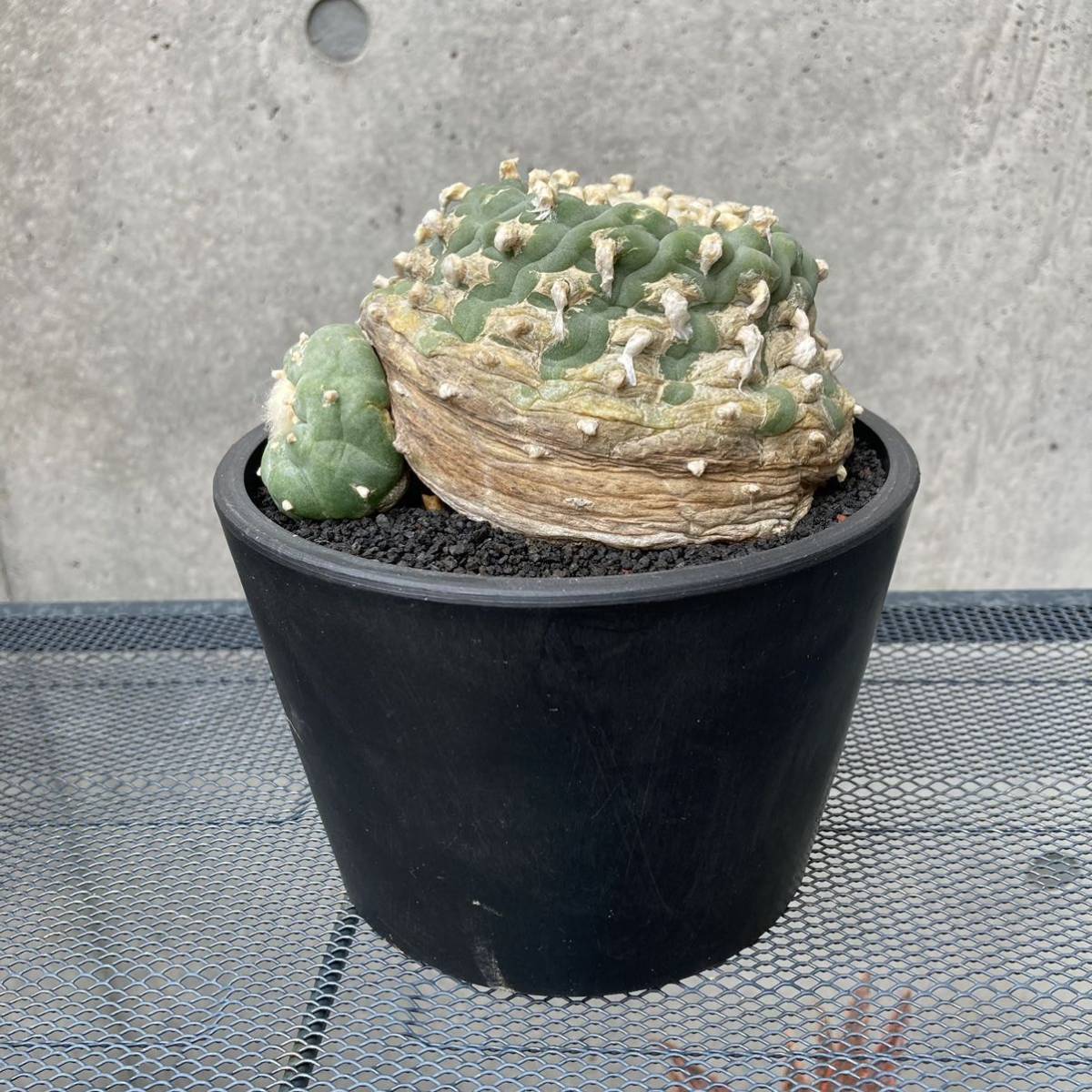 同売 ロホホラ 銀冠玉 特選6個 サボテン 実生株 Mussgo Com Co