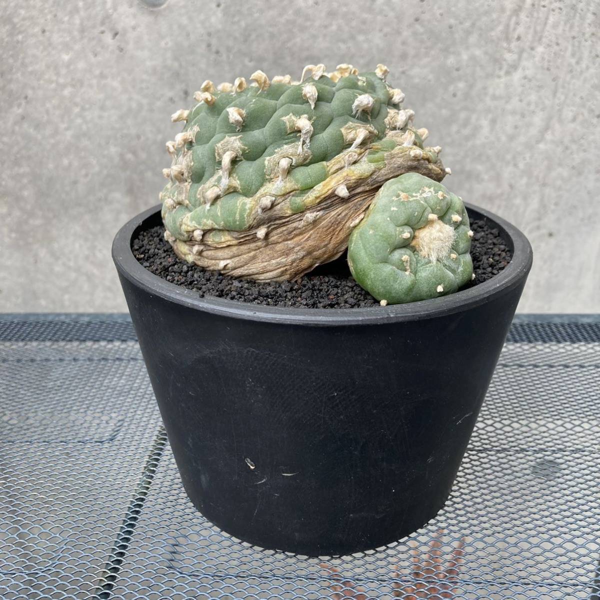 同売 ロホホラ 銀冠玉 特選6個 サボテン 実生株 Mussgo Com Co