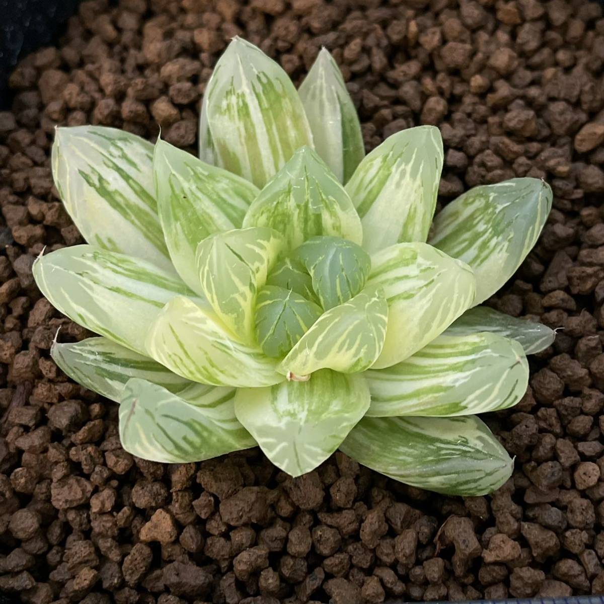 多肉植物 ハオルチア オブツーサ錦 花火 サボテン 売買されたオークション情報 Yahooの商品情報をアーカイブ公開 オークファン Aucfan Com