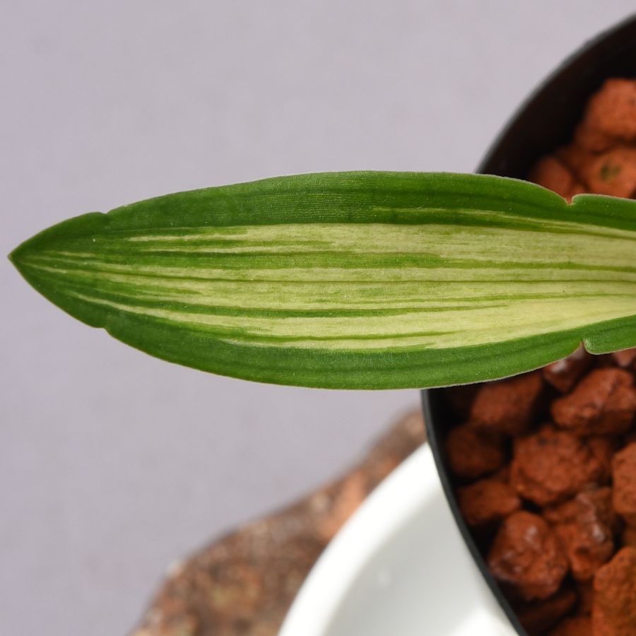 渡部 満 「ナルシス」油彩8号 2001年作 渡部画伯の直筆作品 真作