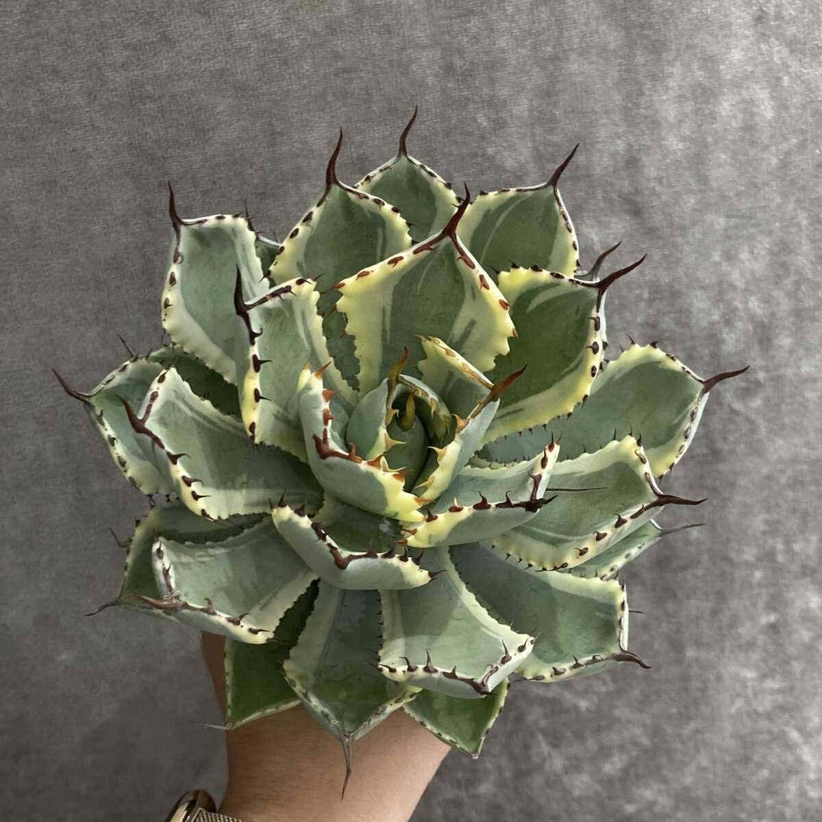 大株【特選良形美株】 アガベ アメリカーナ 華厳 白中斑 agave
