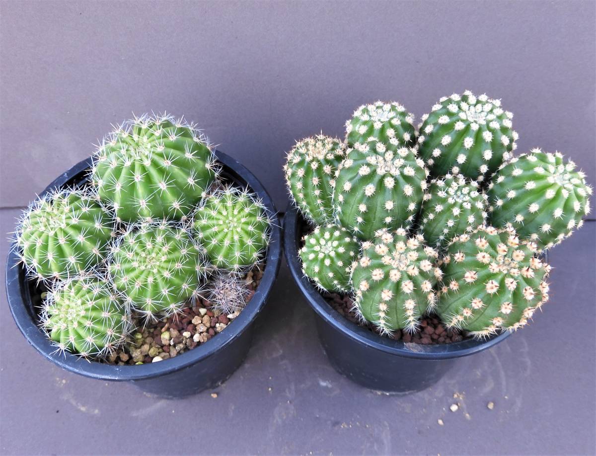 花サボテン二鉢 黄金の花園と交配種 イエローキャップ エレガンスピンク サボテン 売買されたオークション情報 Yahooの商品情報をアーカイブ公開 オークファン Aucfan Com