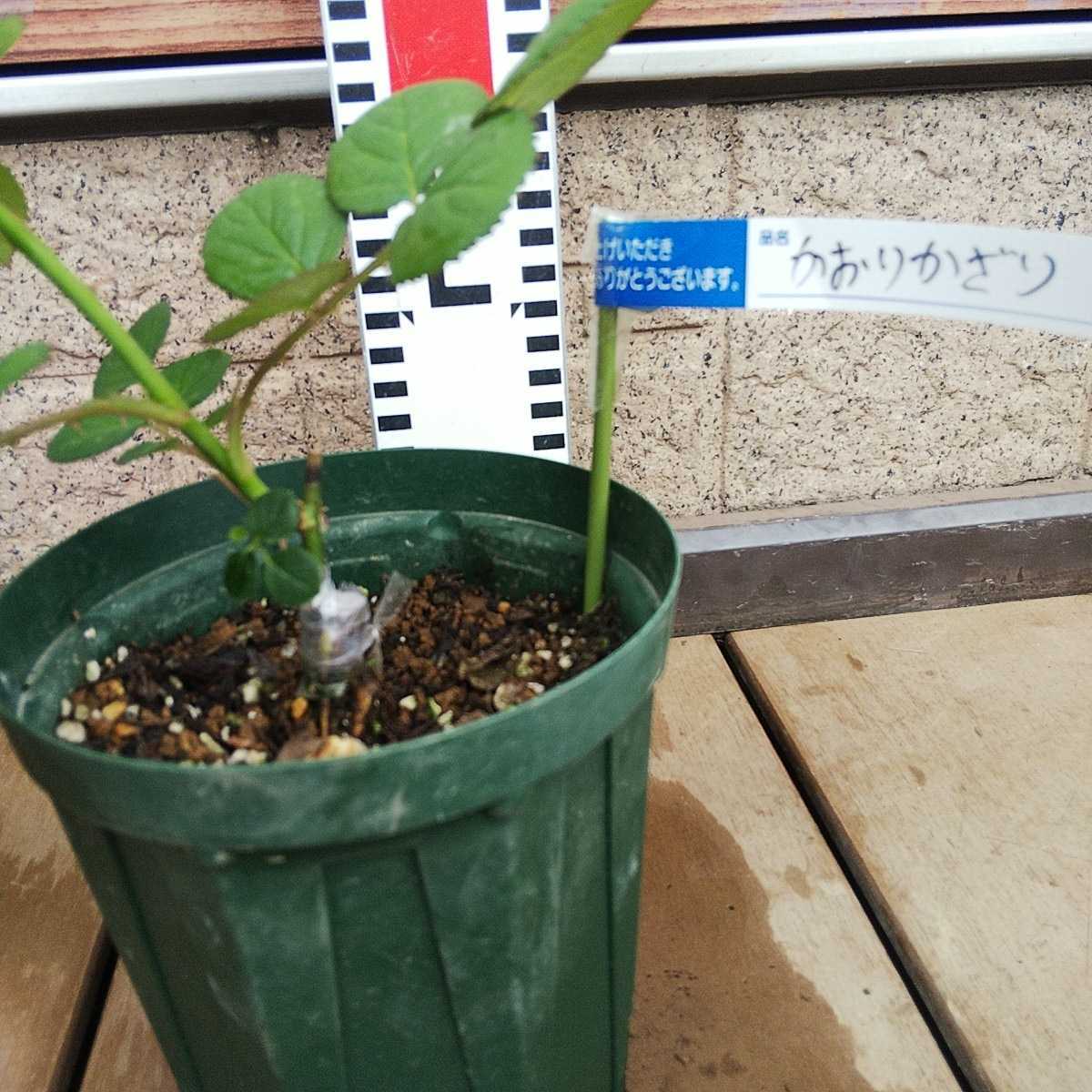 バラ苗 切り花品種 接木新苗 品種不明 4号鉢 強香 強健 入手困難 薔薇
